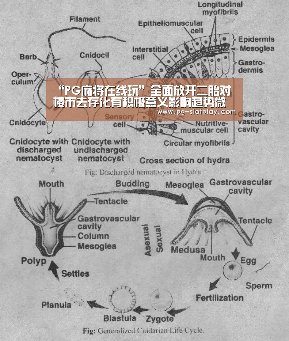 “PG麻将在线玩”全面放开二胎对楼市去存化有积极意义影响趋势微弱(图2) PG麻将在线玩